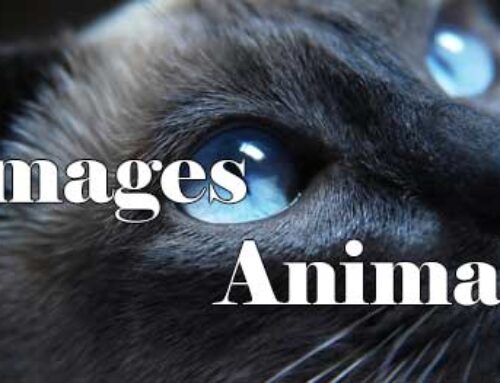 Image – Animals HD 0220001
