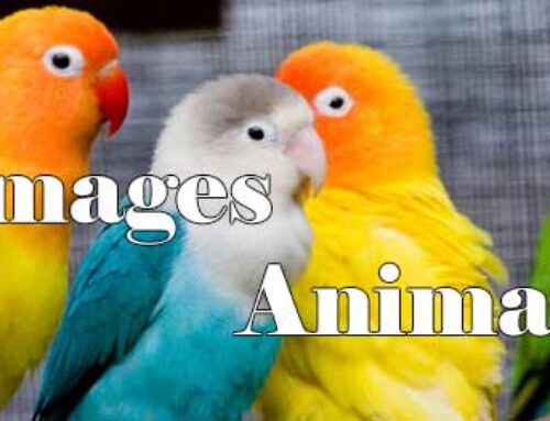 Image – Animals HD 0220002