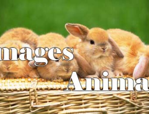 Image – Animals HD 0220003