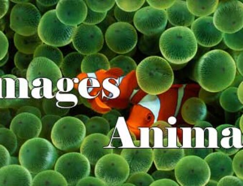 Image – Animals HD 0220005