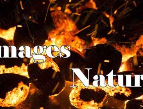 Image – Nature UHD Fire 0001